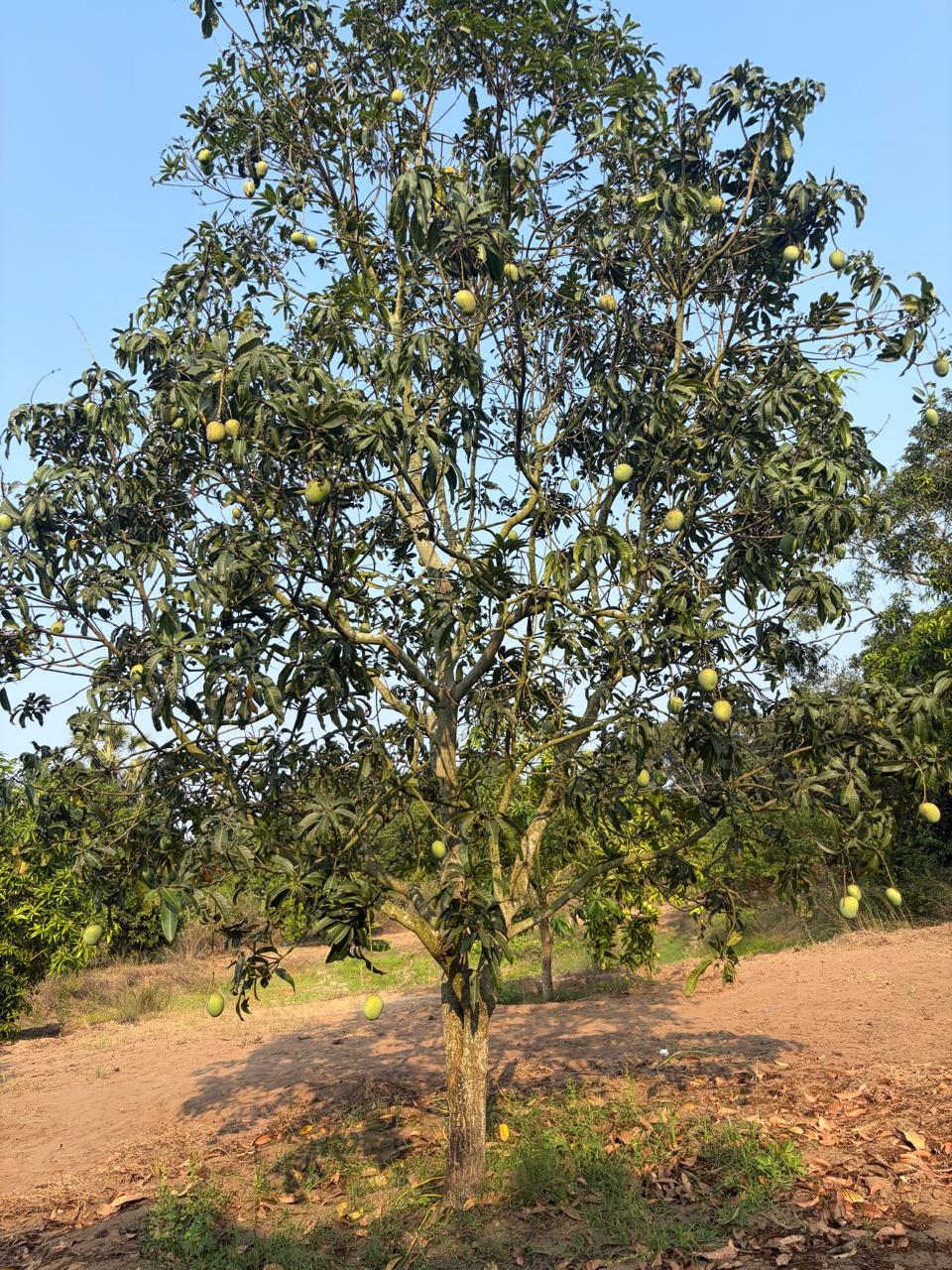 Banginpalli mangoes