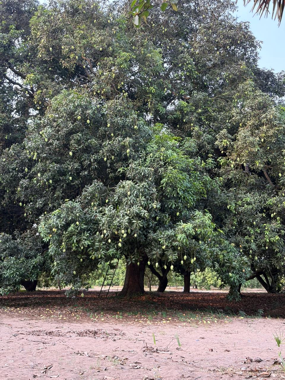 Chilakamukku Kayalu mangoes