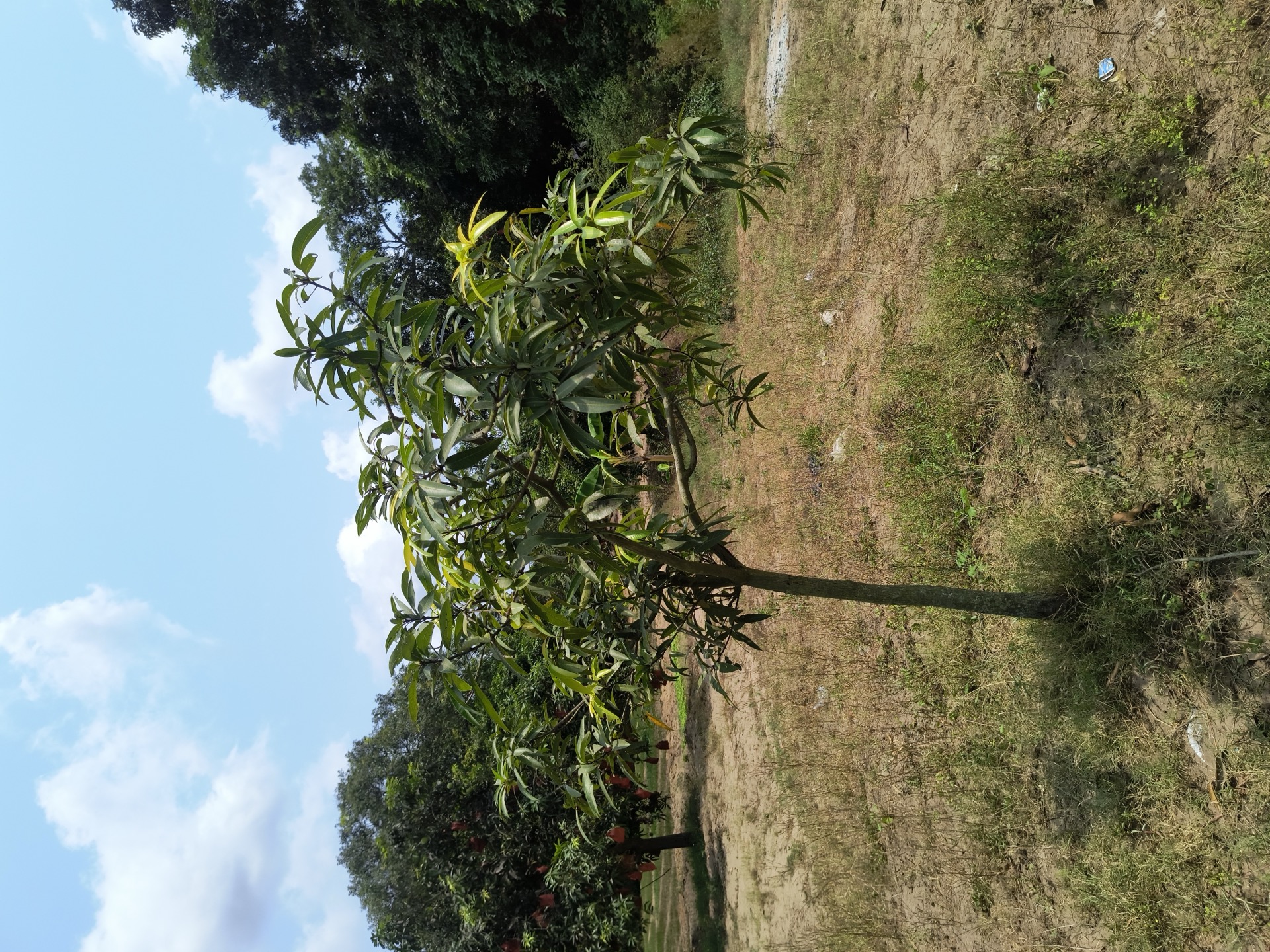 Young mango tree