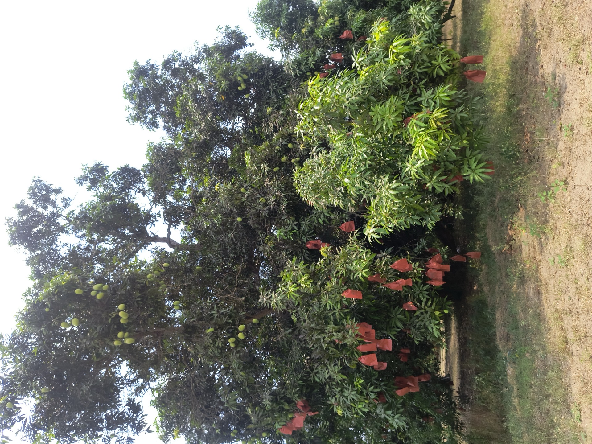 Trees with young plants