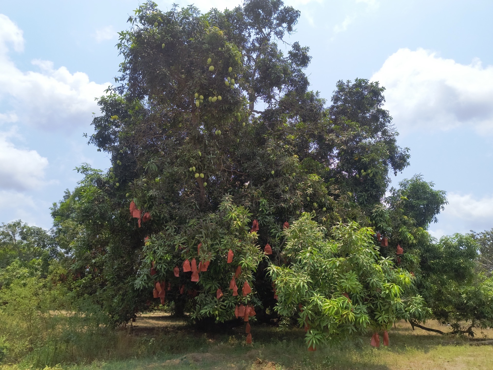 Large mango tree with bagged fruits