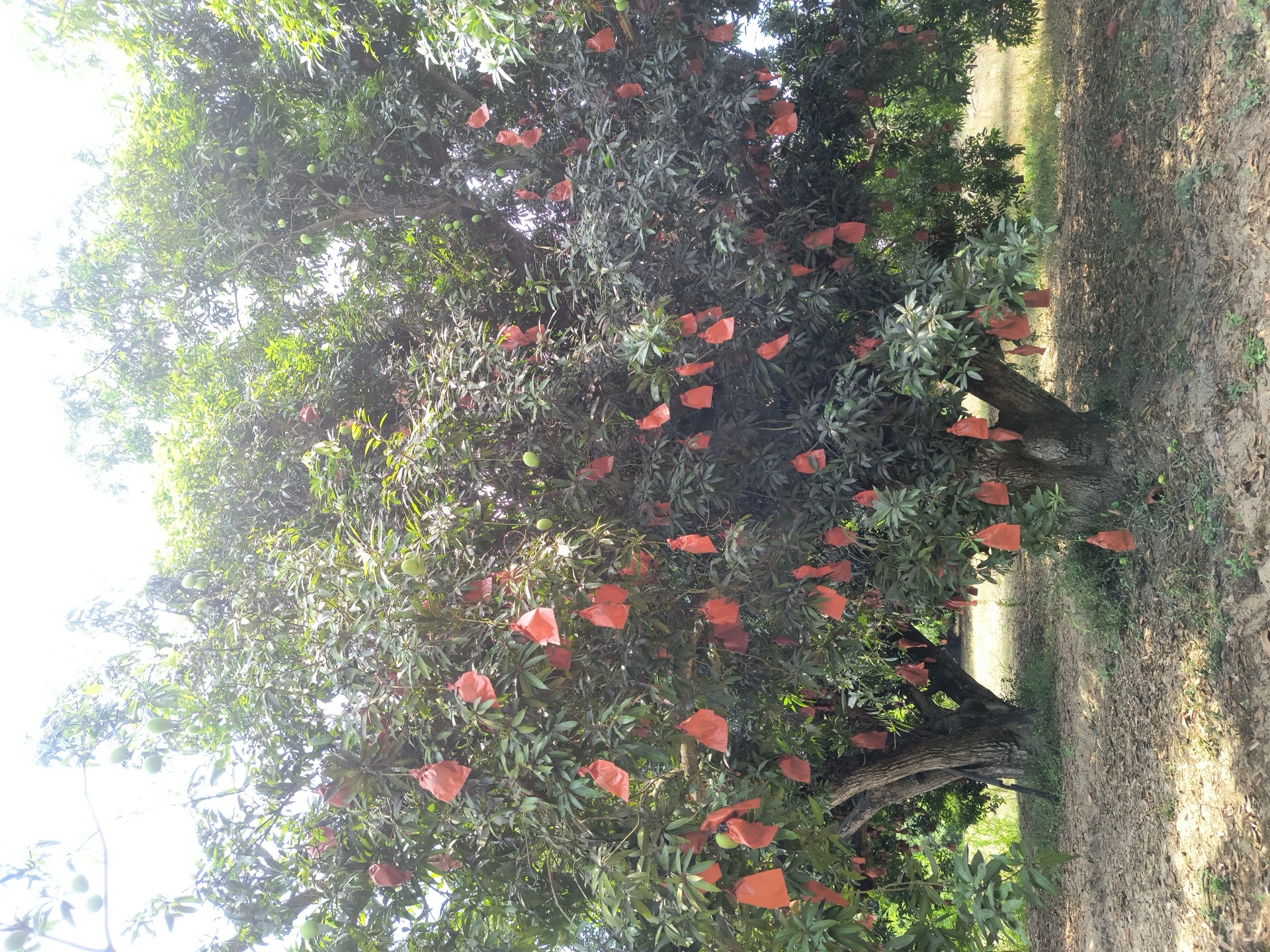 Dense trees with bags
