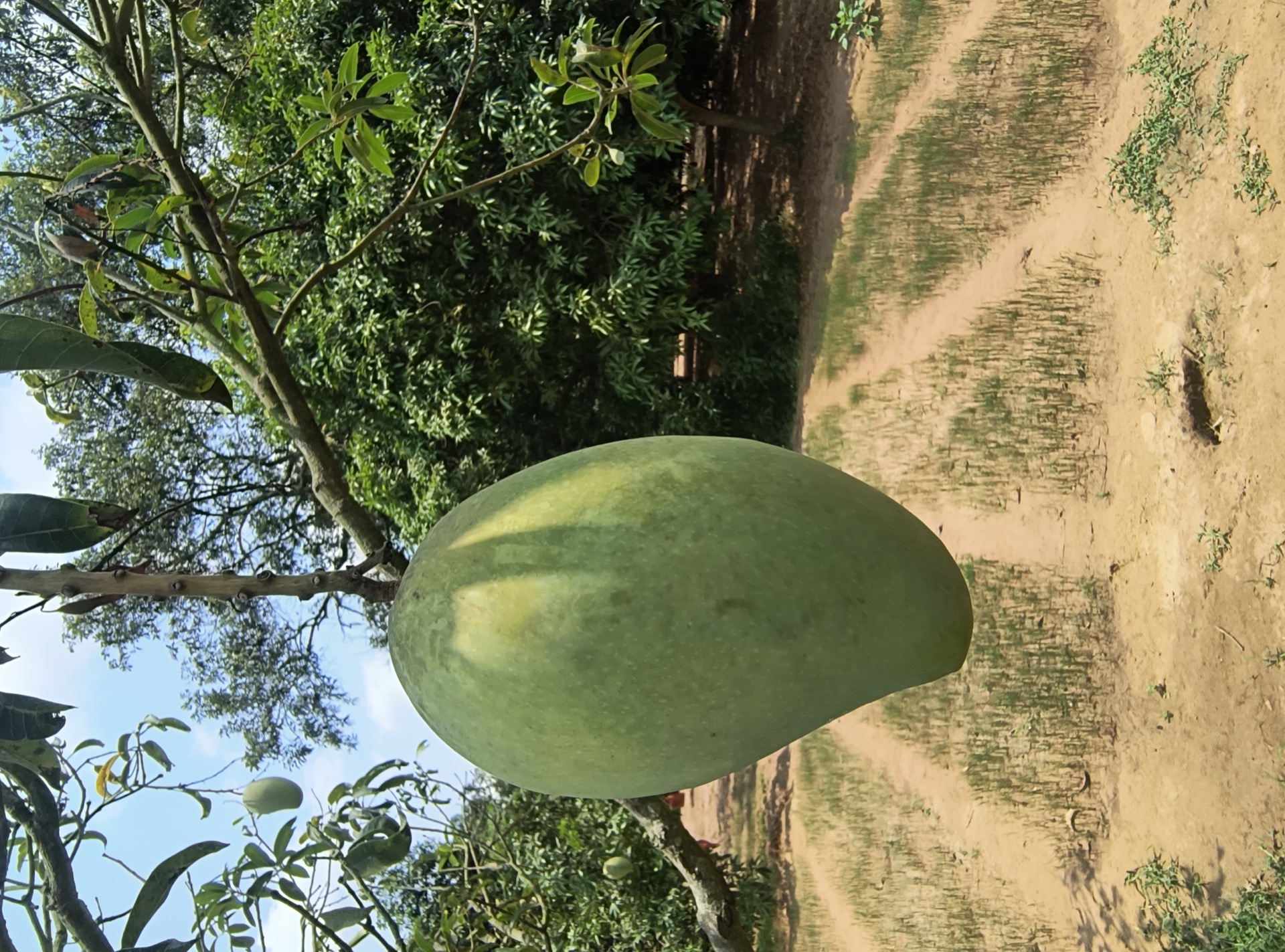 Single large mango on tree