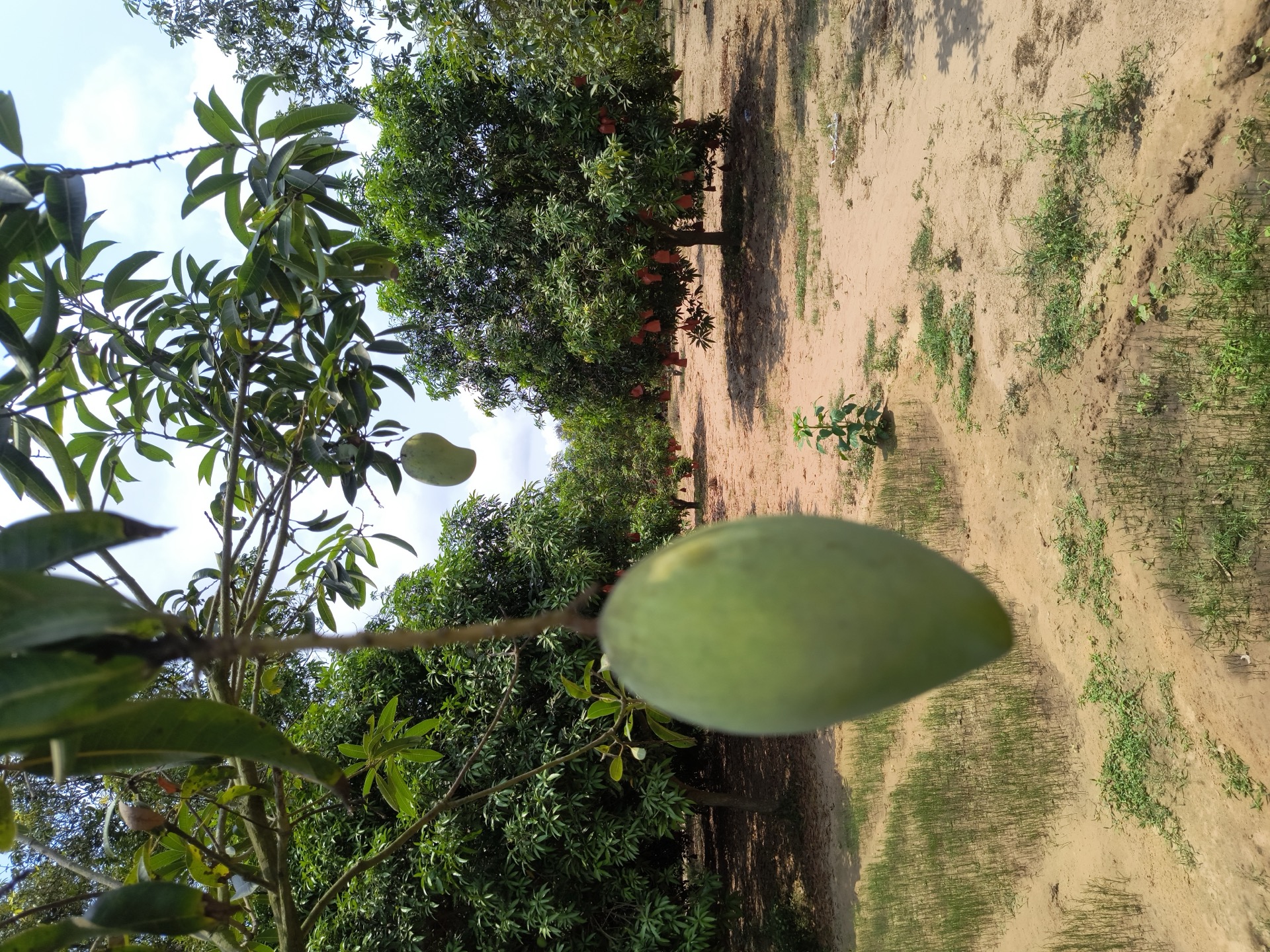 Mango on branch