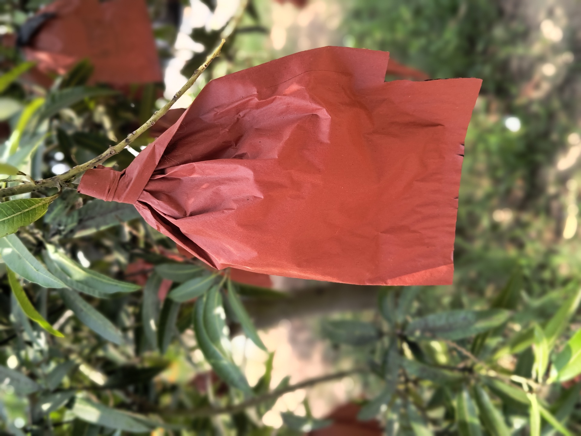 Paper bag on mango
