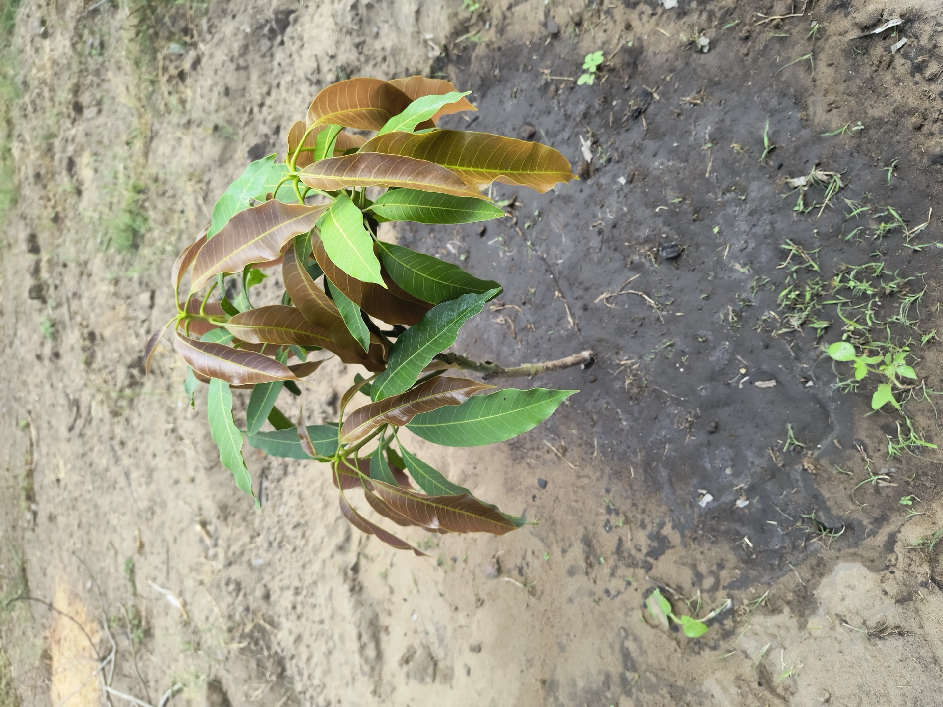 Mango seedling