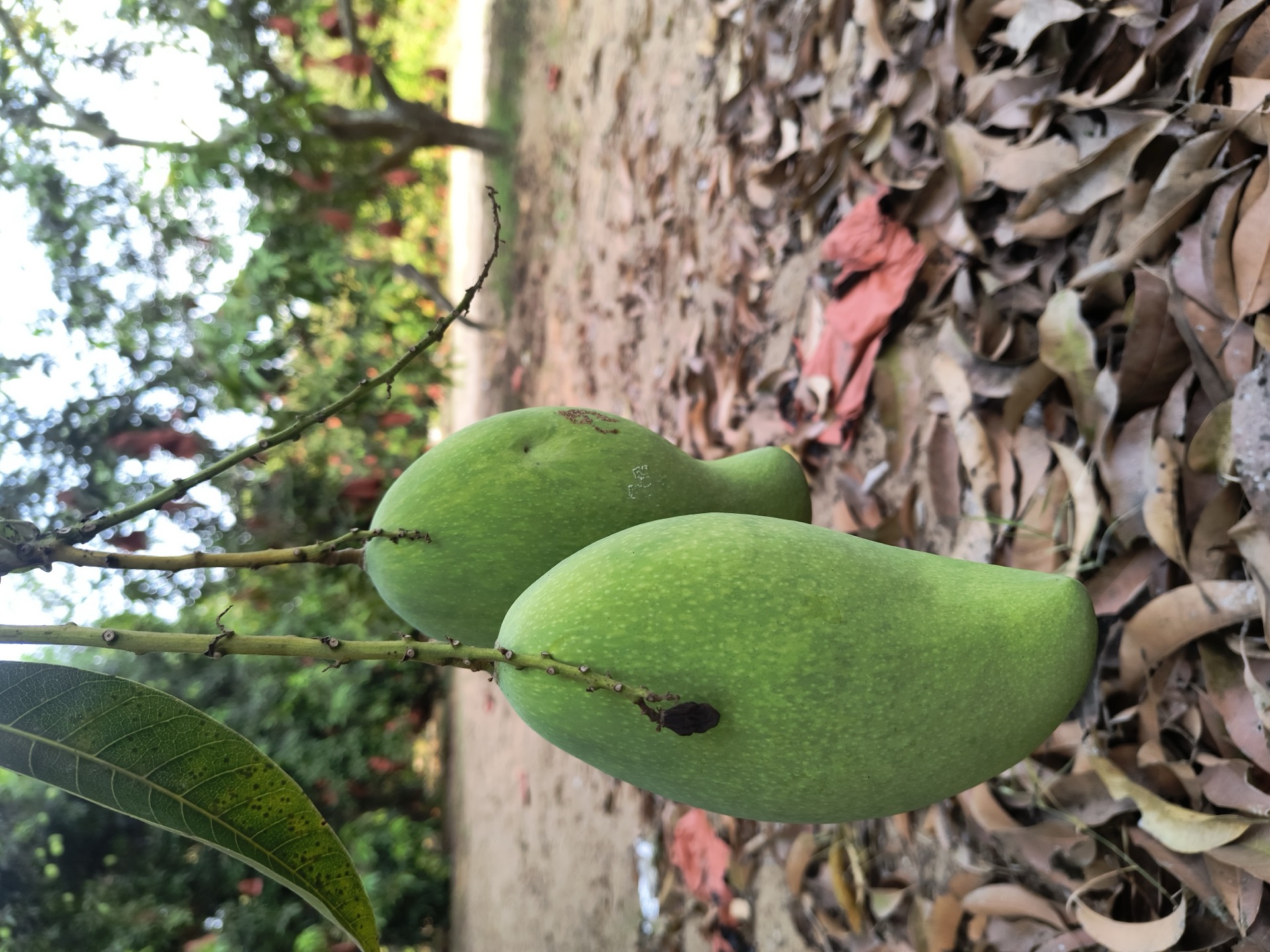 Green mangoes cluster