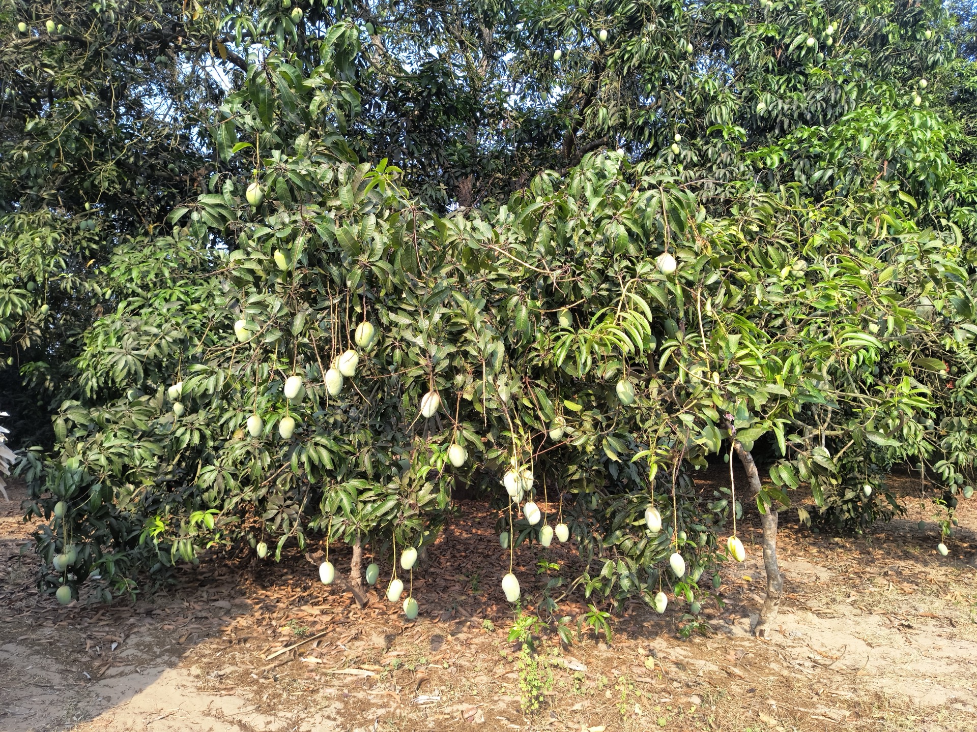 Green mangoes hanging
