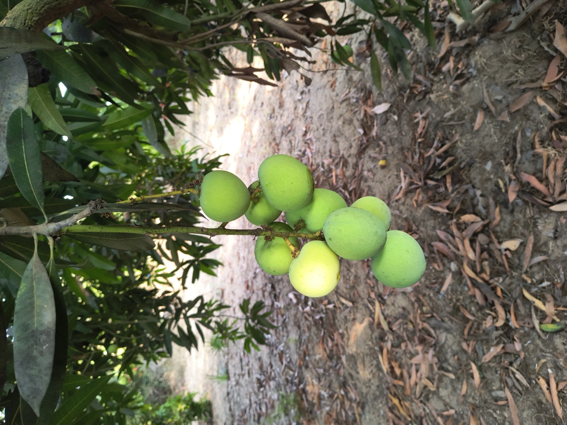 Mangoes on low branches
