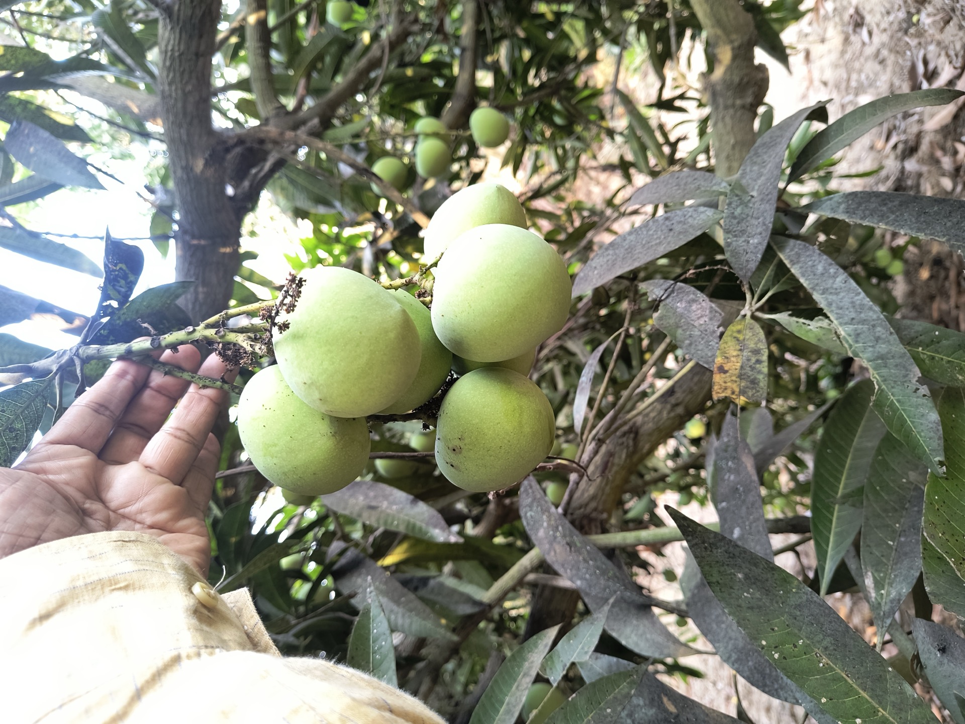 Cluster of small mangoes