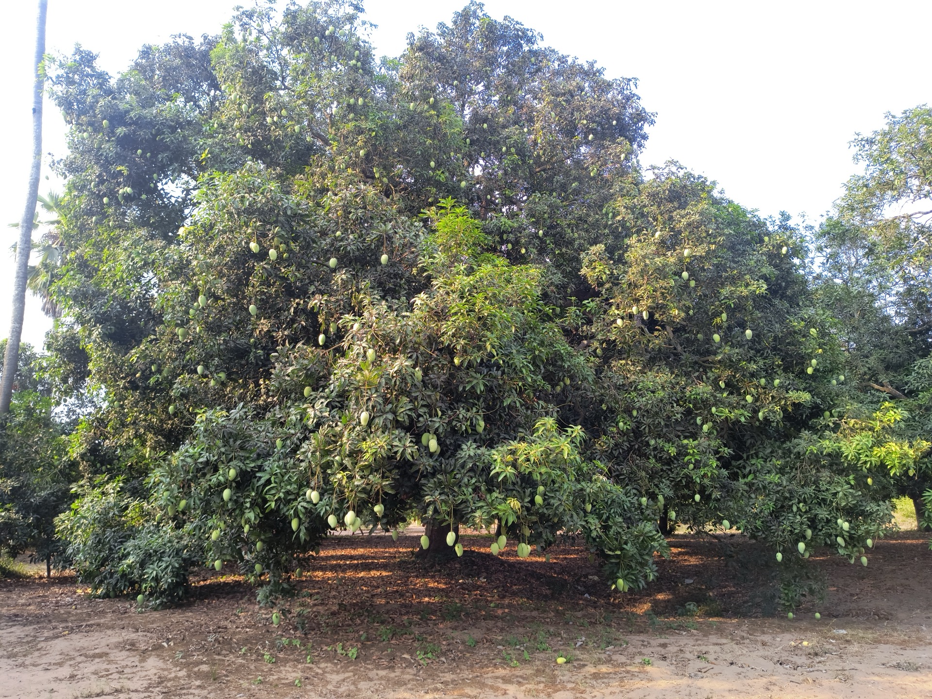 Row of trees with bagged mangoes