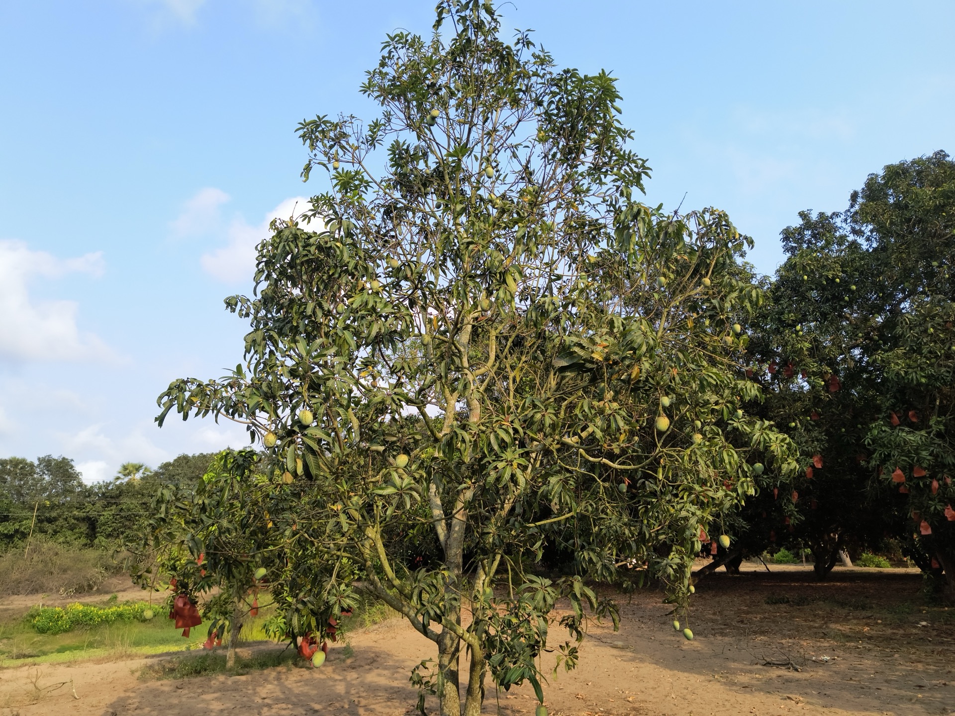 Ancient mango tree