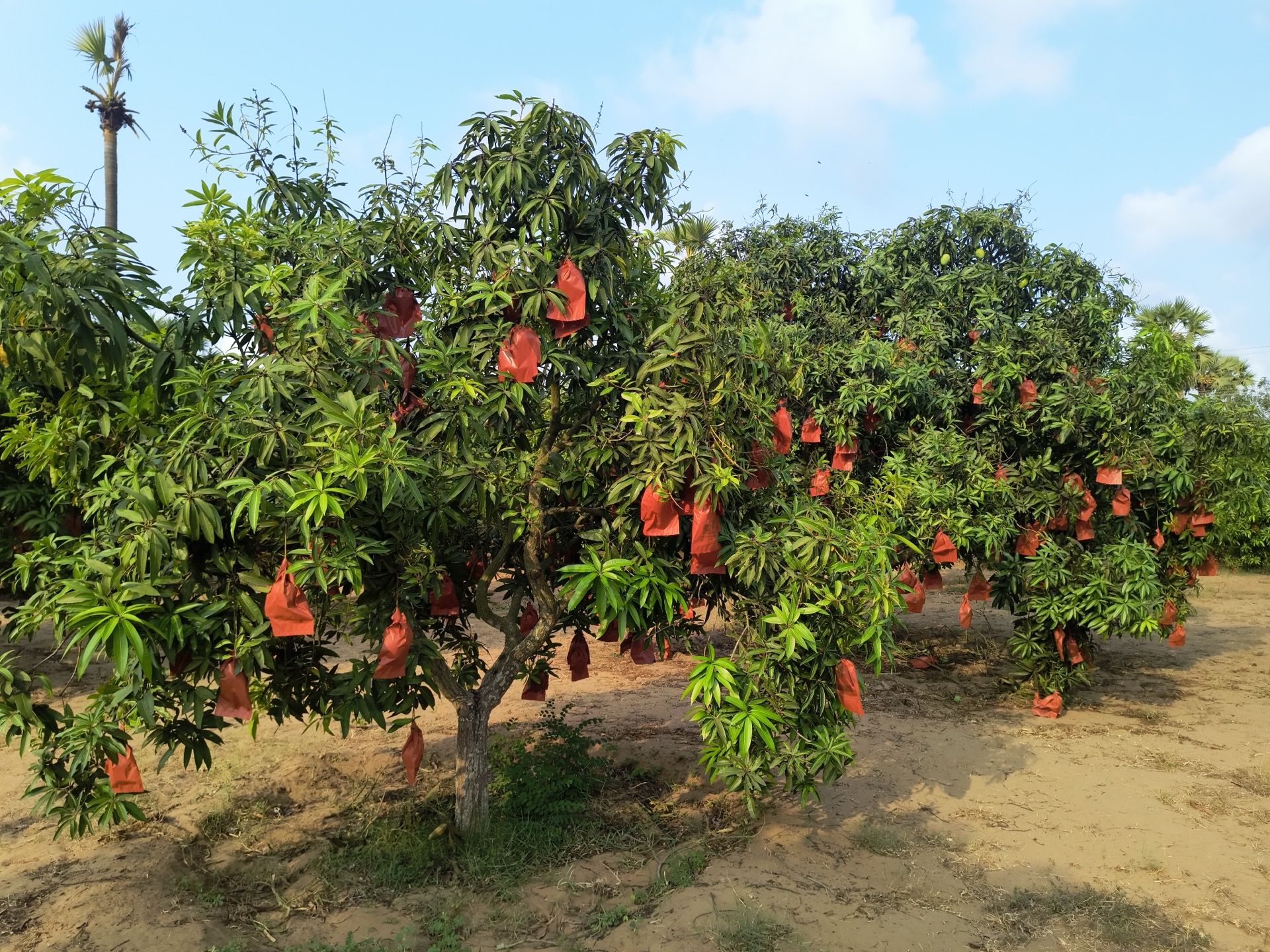 Tree with red bags