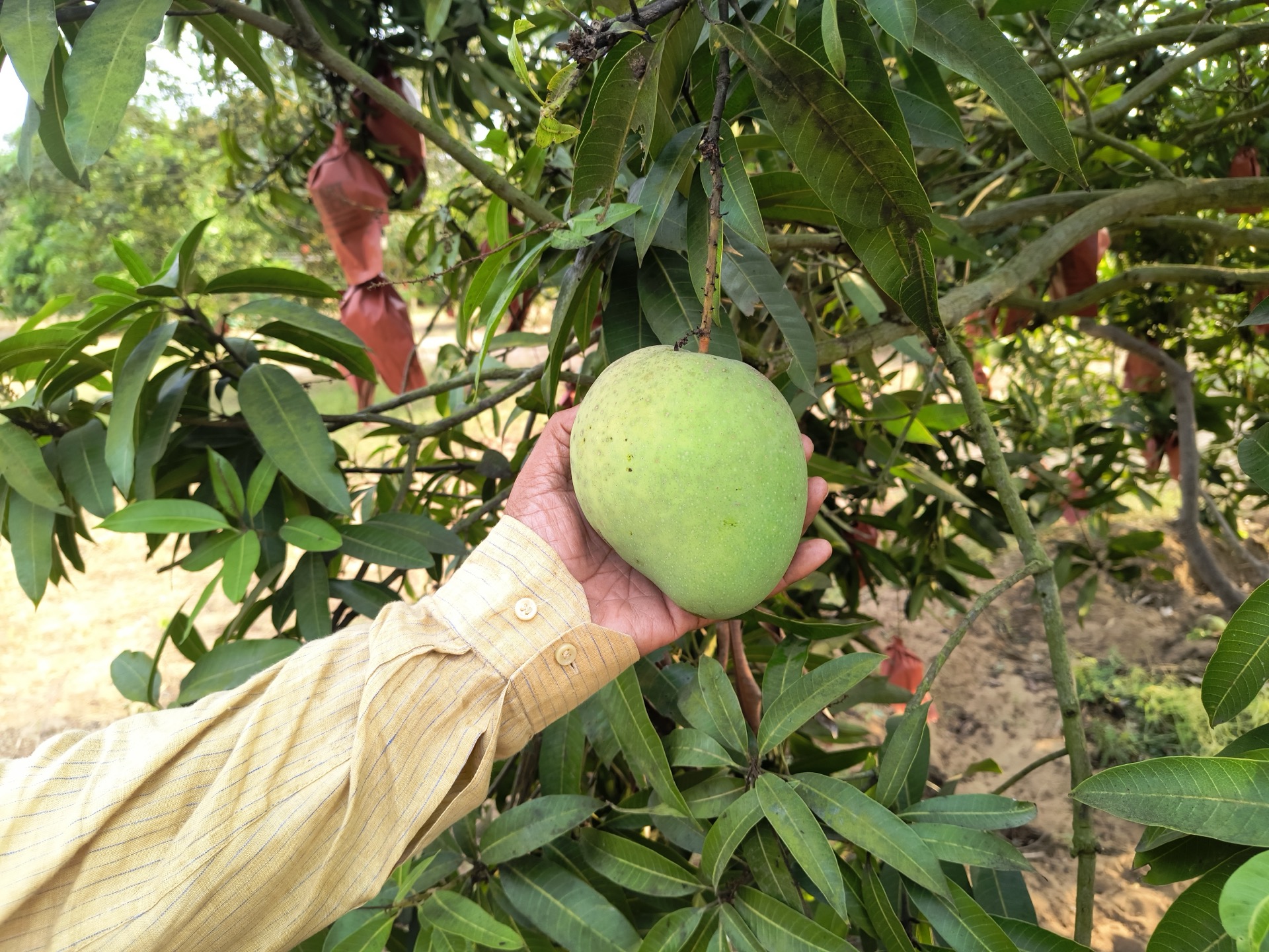 Mango tree loaded with fruit