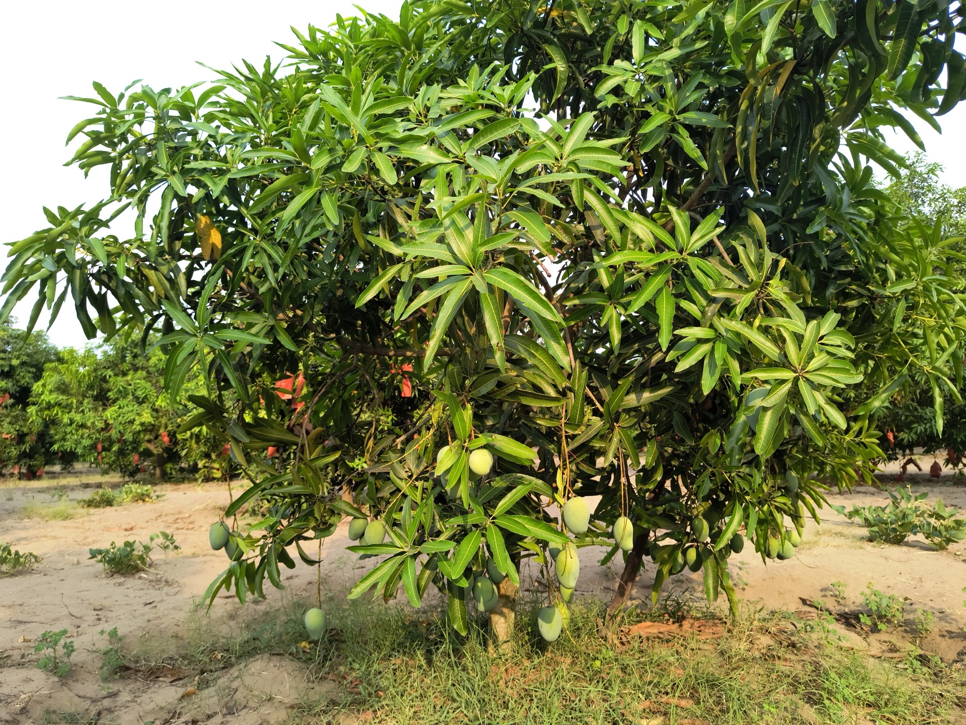 Fully loaded mango tree