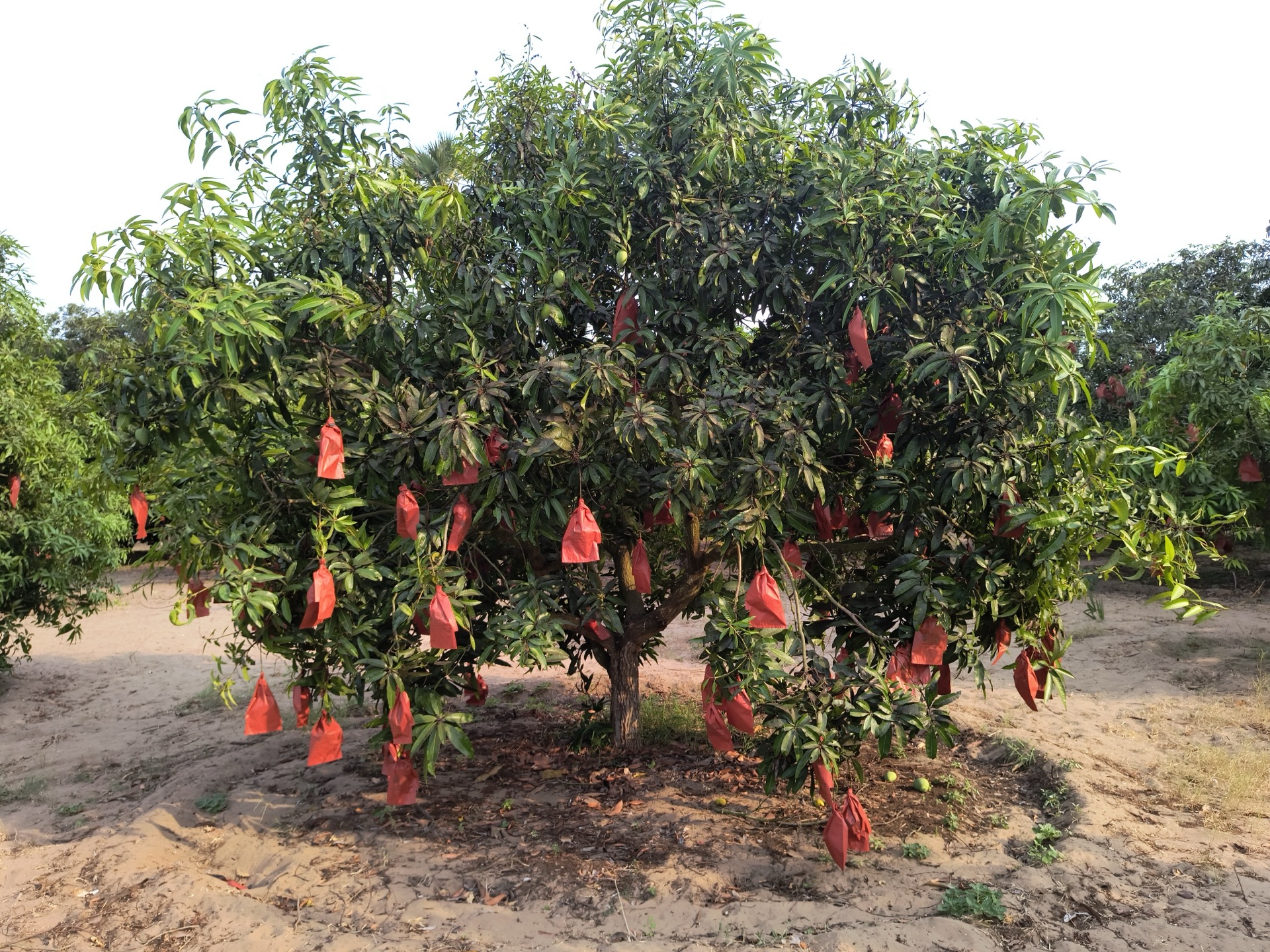 Mango tree