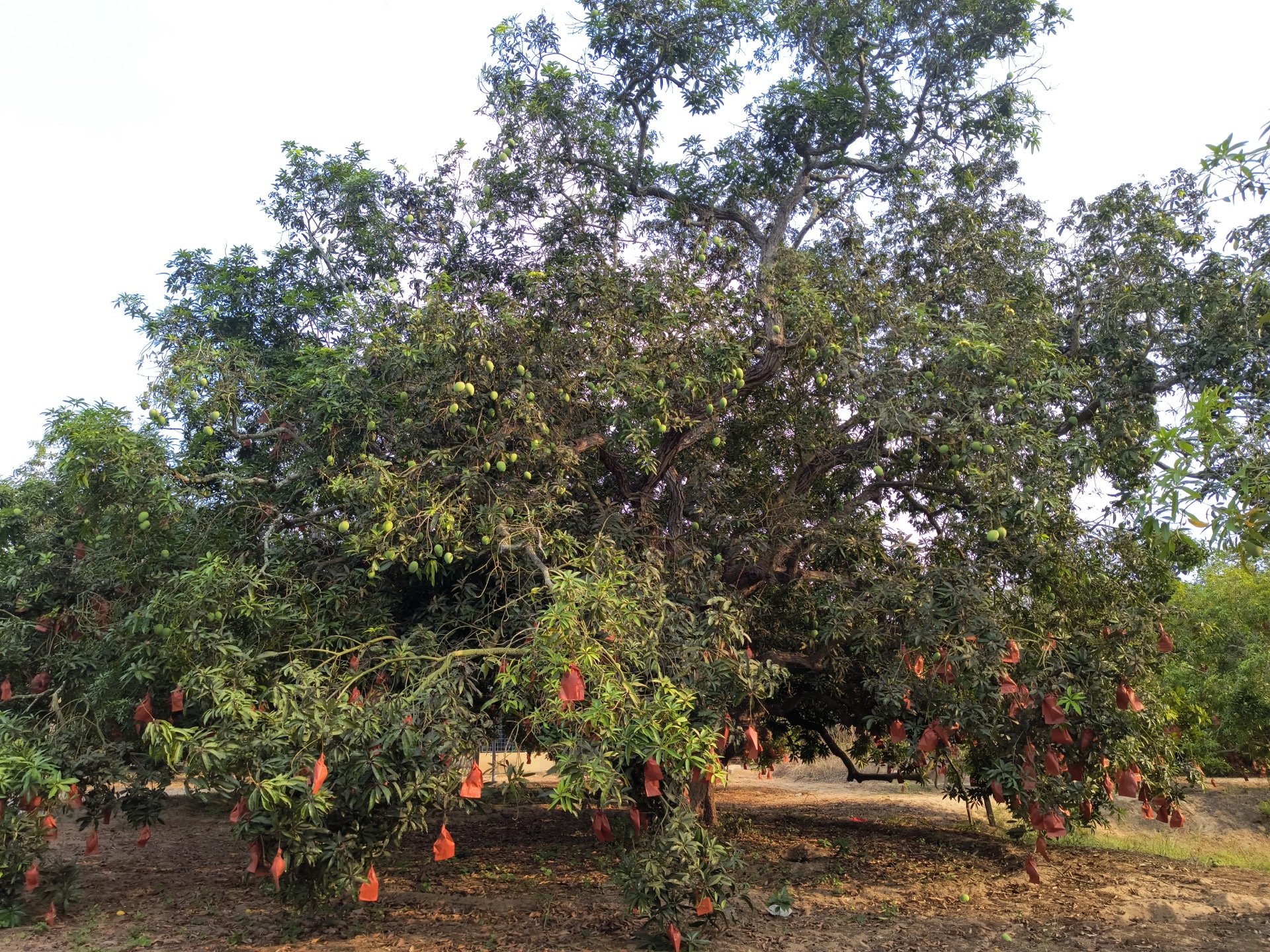 Old mango tree with bags