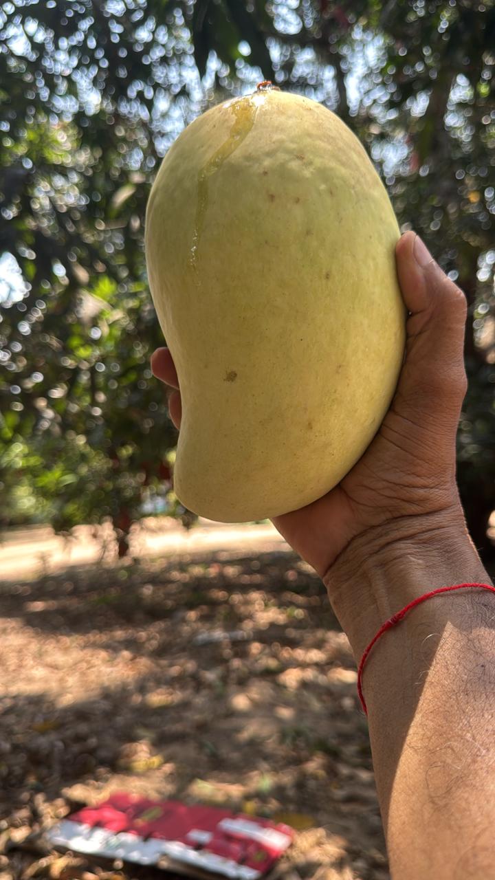 Fresh mango held by hand
