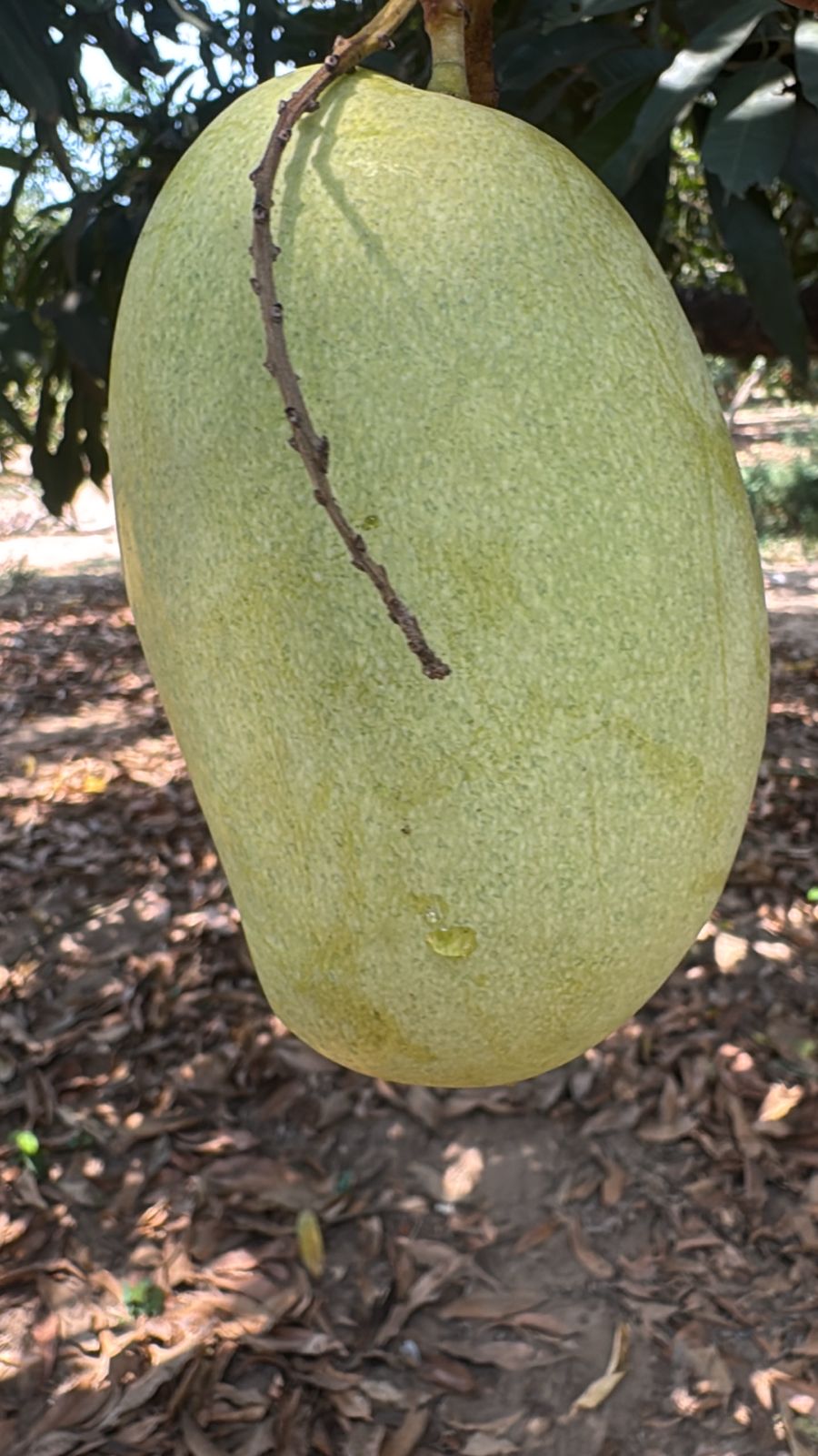 Mango hanging on tree
