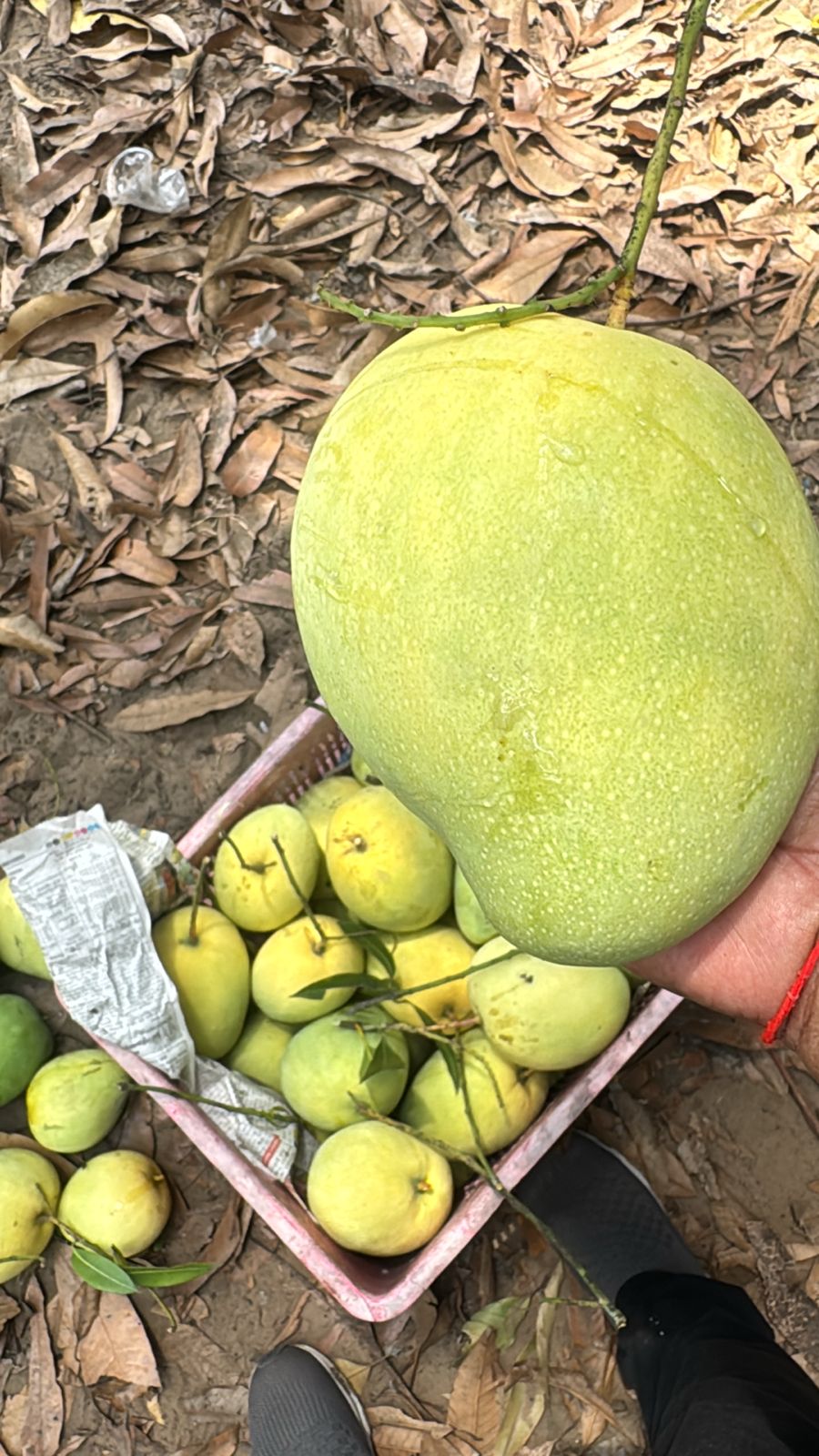 Large mango with basket of small mangoes