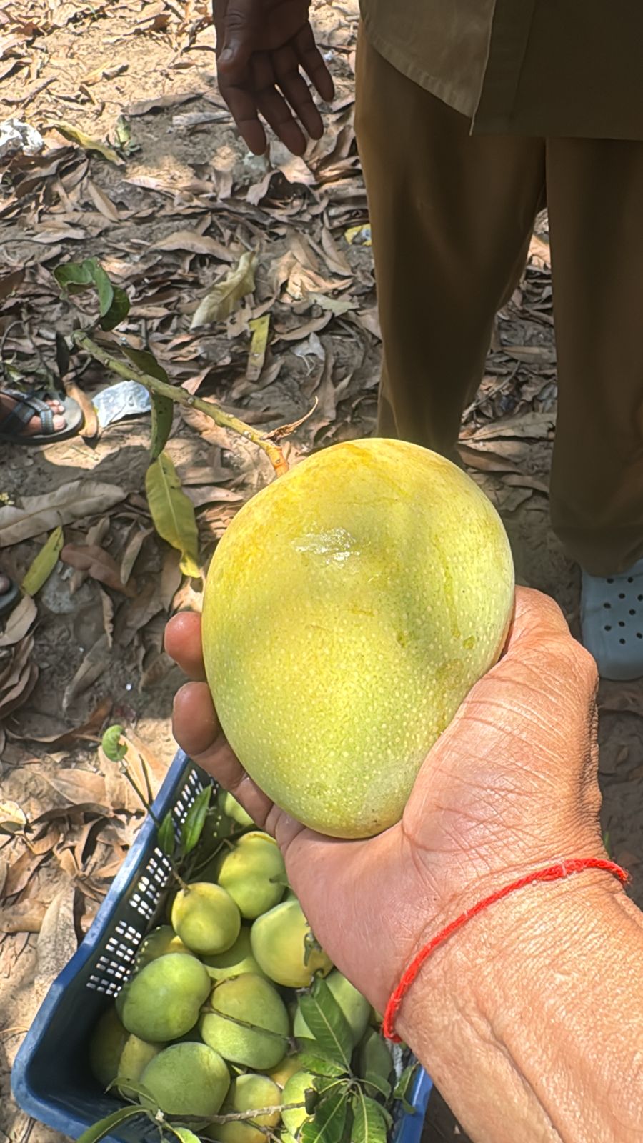 Golden mango held up at the farm