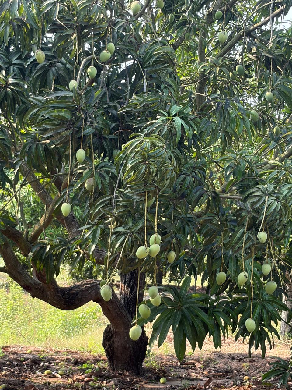 Kotthapalli Kobbari Pacchadi Kayalu mangoes