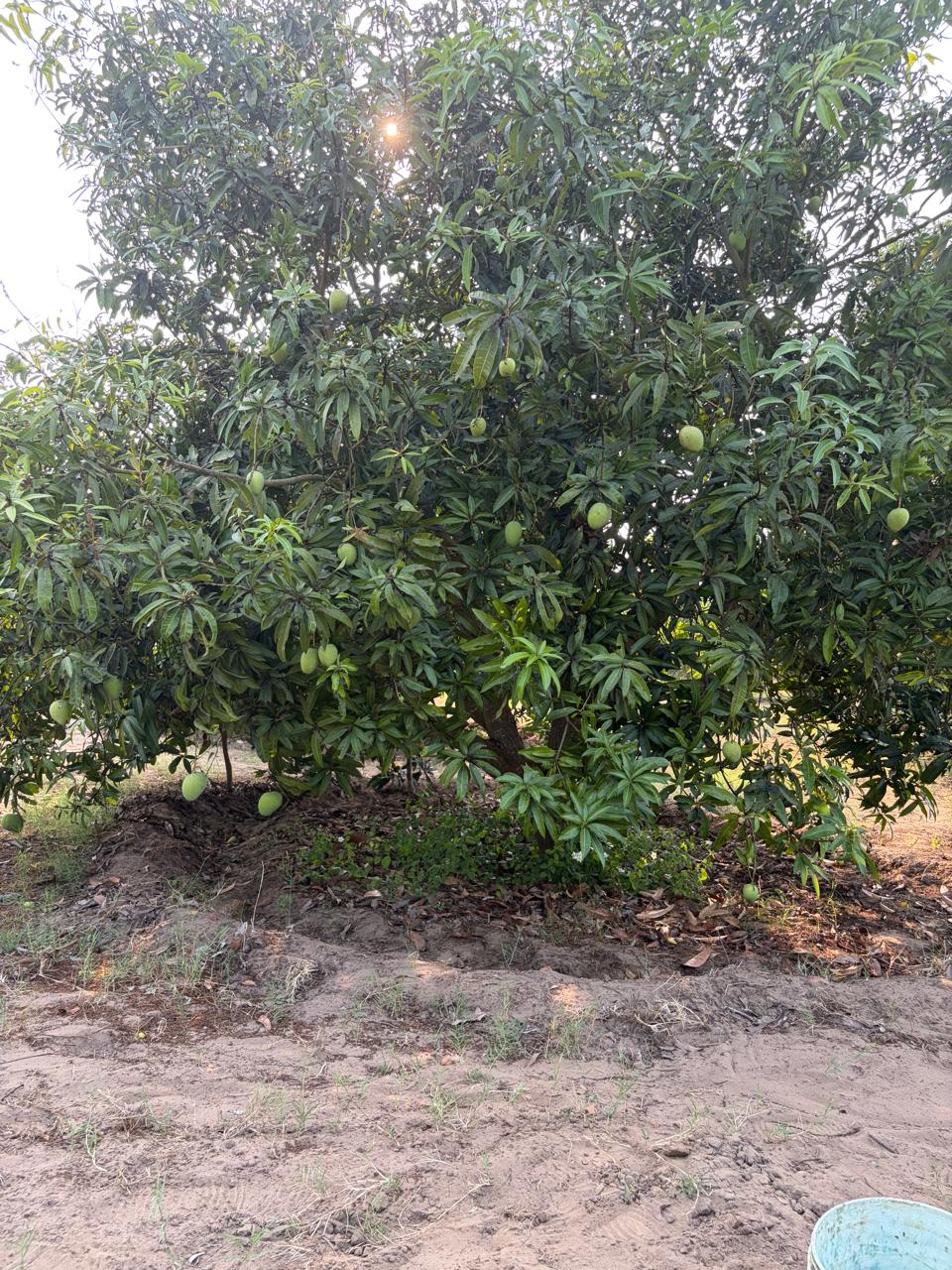 Panduru Mamidi Rasalu mangoes
